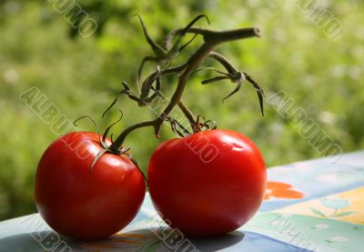 Two tomatoes