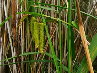 bog flower