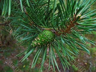 Pine branch