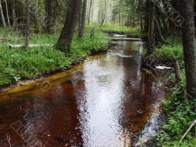 forest river