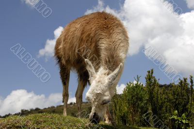Peruvian Llama