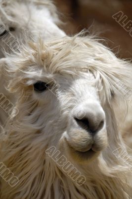 Peruvian Llama