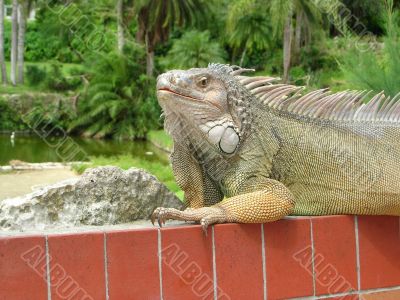 Iguana