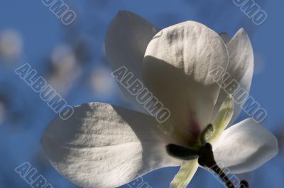 White magnolia flower