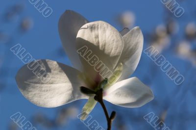 blooming magnolia tree