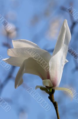 Magnolia