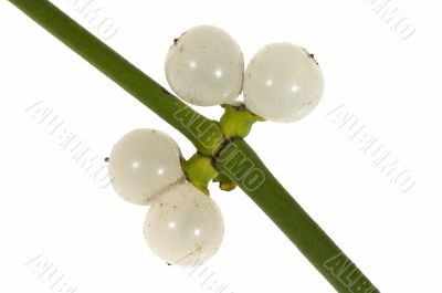 mistletoe sprig with berries