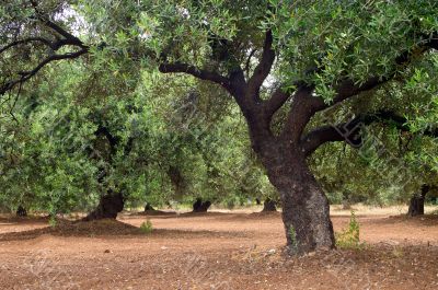 olive tree