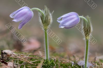 Two pasque flower