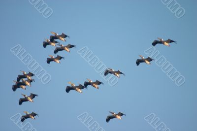flock of pelican birds