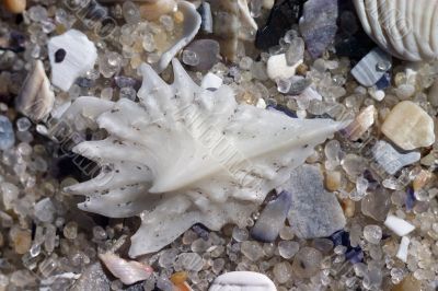 Shells on the sand