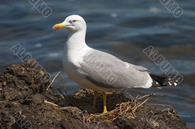 Seagull bird in the nest