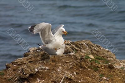 Copulation of seagulls