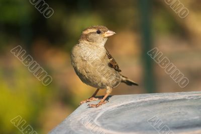 Sparrow bird