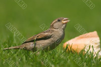 Glutton sparrow