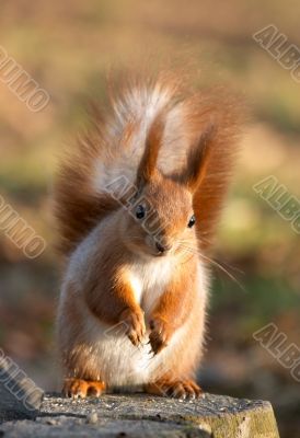 Red squirrel