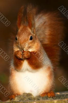 red squirrel