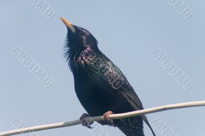 Starling bird