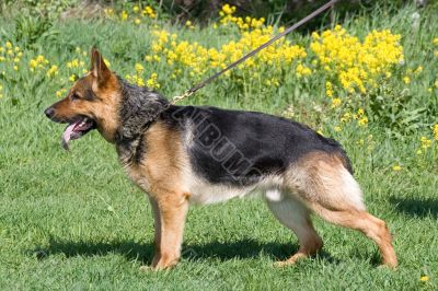 germany sheepdog