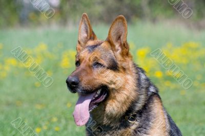 sheepdog`s head