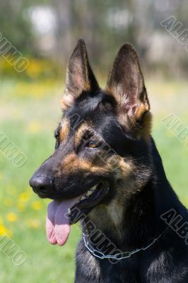 sheepdog`s head