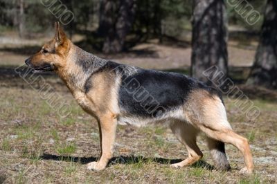 sheepdog staying in the forest