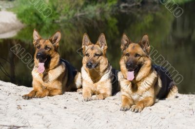 three sheepdogs