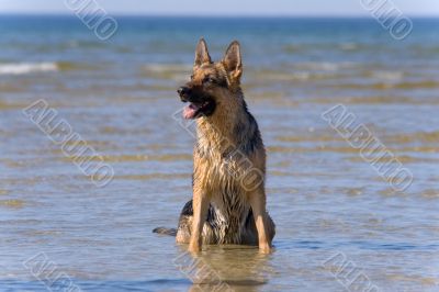 sheepdog sitting in the water