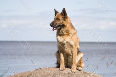 germany sheepdog sitting on the stone