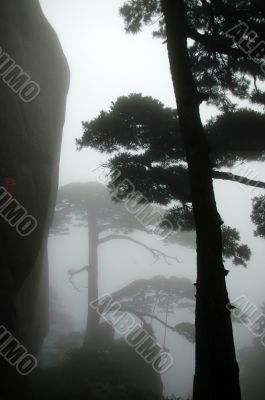 The silhouette of pine tree