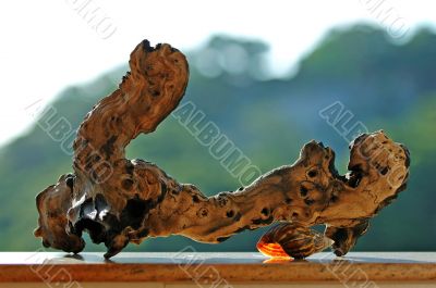 Wood and snail