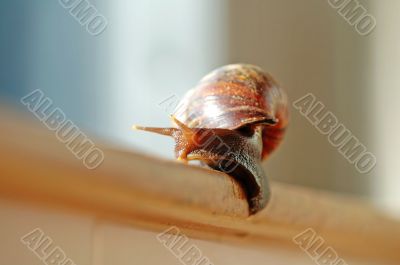 A slithered snail