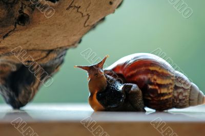 Funny snail