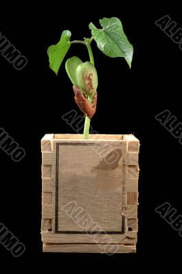 Growing bean