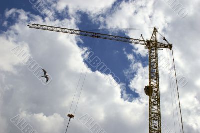 Crane and seagull
