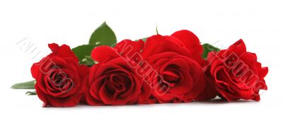 Red roses