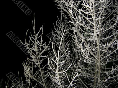 the snow-covered tree