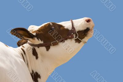 Cow and sky