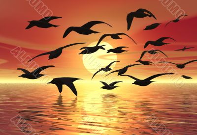Sunset Birds