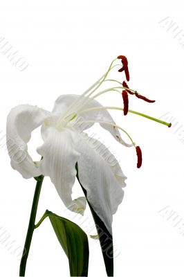 Fading lily