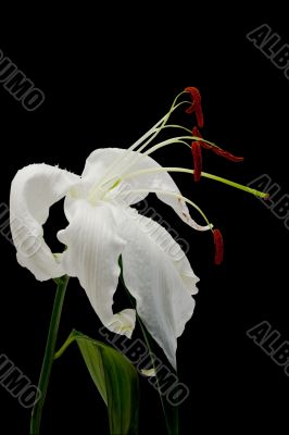 Fading lily