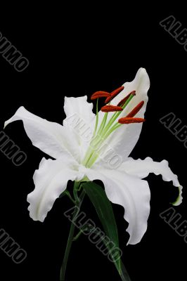 White lily