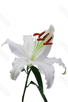 Lily on white