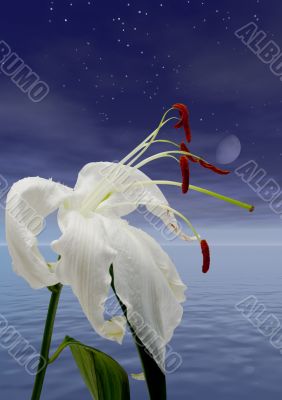 Fading lily