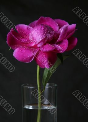 Peony in drops