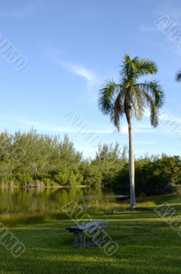 Palm Tree with park bench