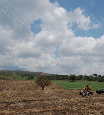 Sugarcane Field After Harvest in Chiapas, Mexico