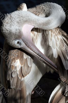 Pelican