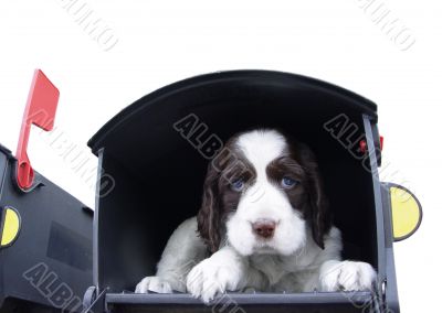 Big surprise in the mail