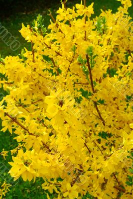 forsythia bush
